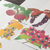 MESSAGE LETTER PAD 609 FOUR DESIGNS AUTUMN FRUITS S3 (89609006)